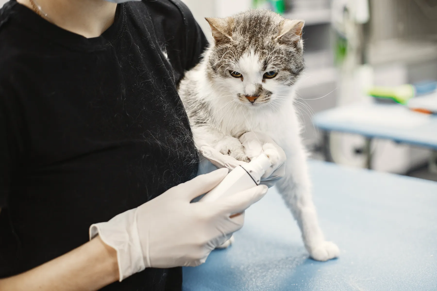Grey and white cat held gently while its front paw is attended to
