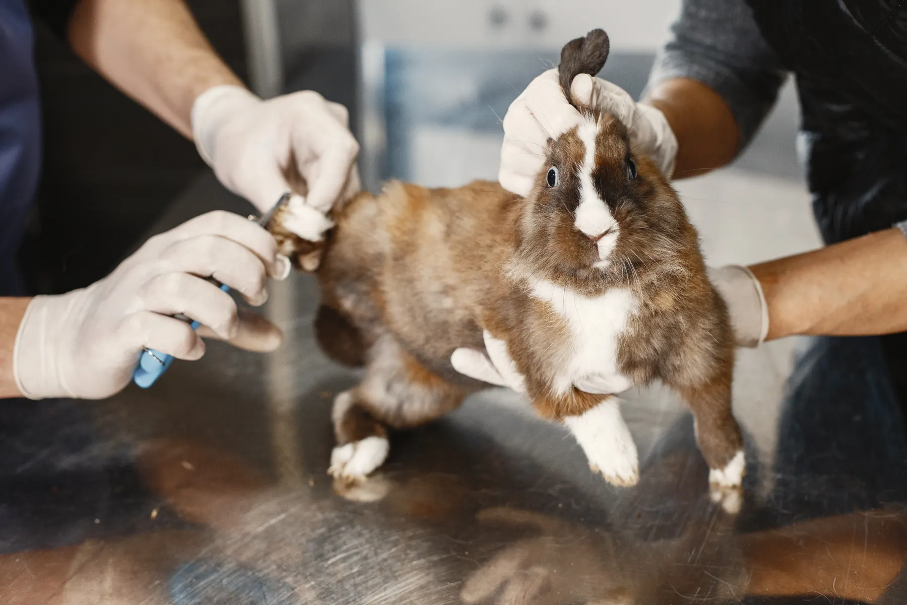 Brown and white rabbit gently supported while gloved staff trim a rear paw’s nails