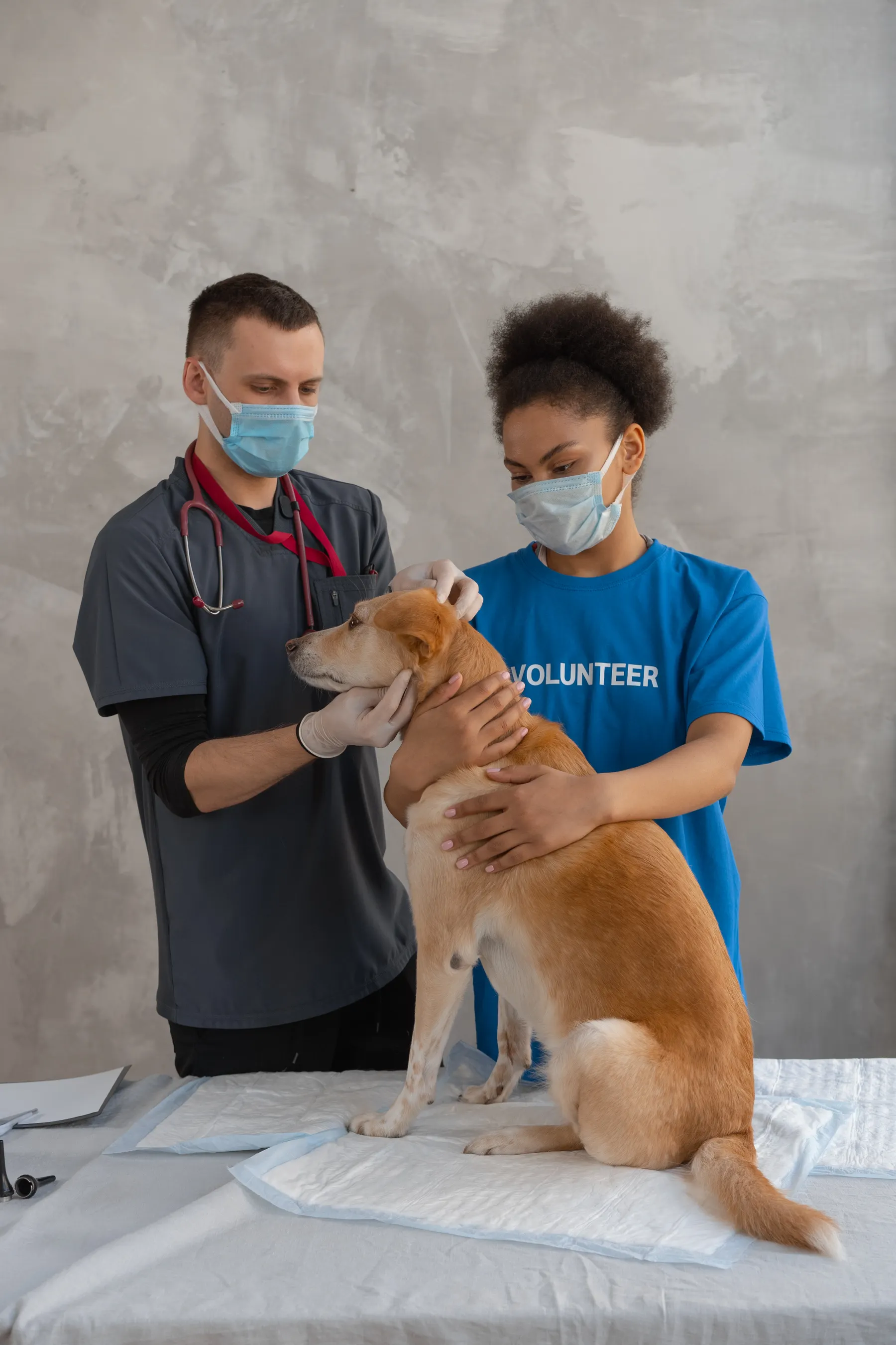 Brown dog on a table with two people attending to it