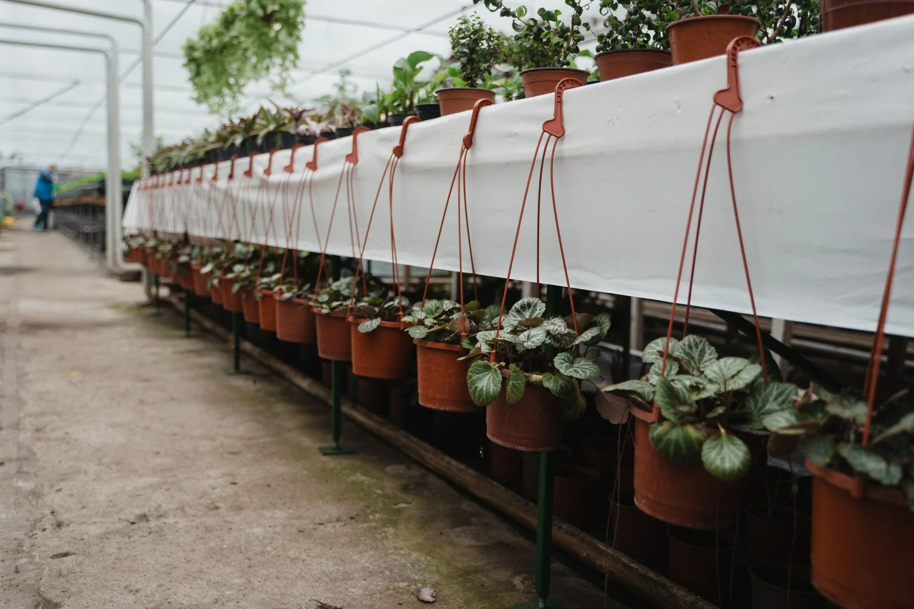 Hanging potted plants in a greenhouse