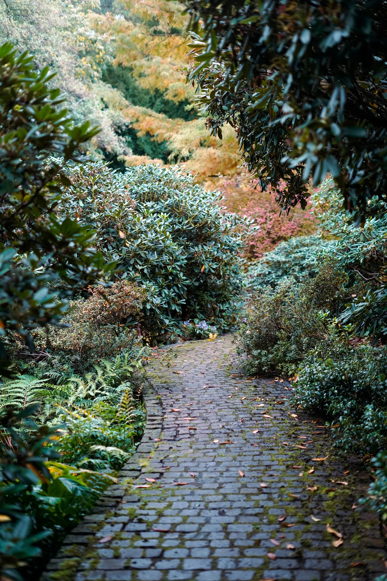 Cobblestone path between dense green garden borders