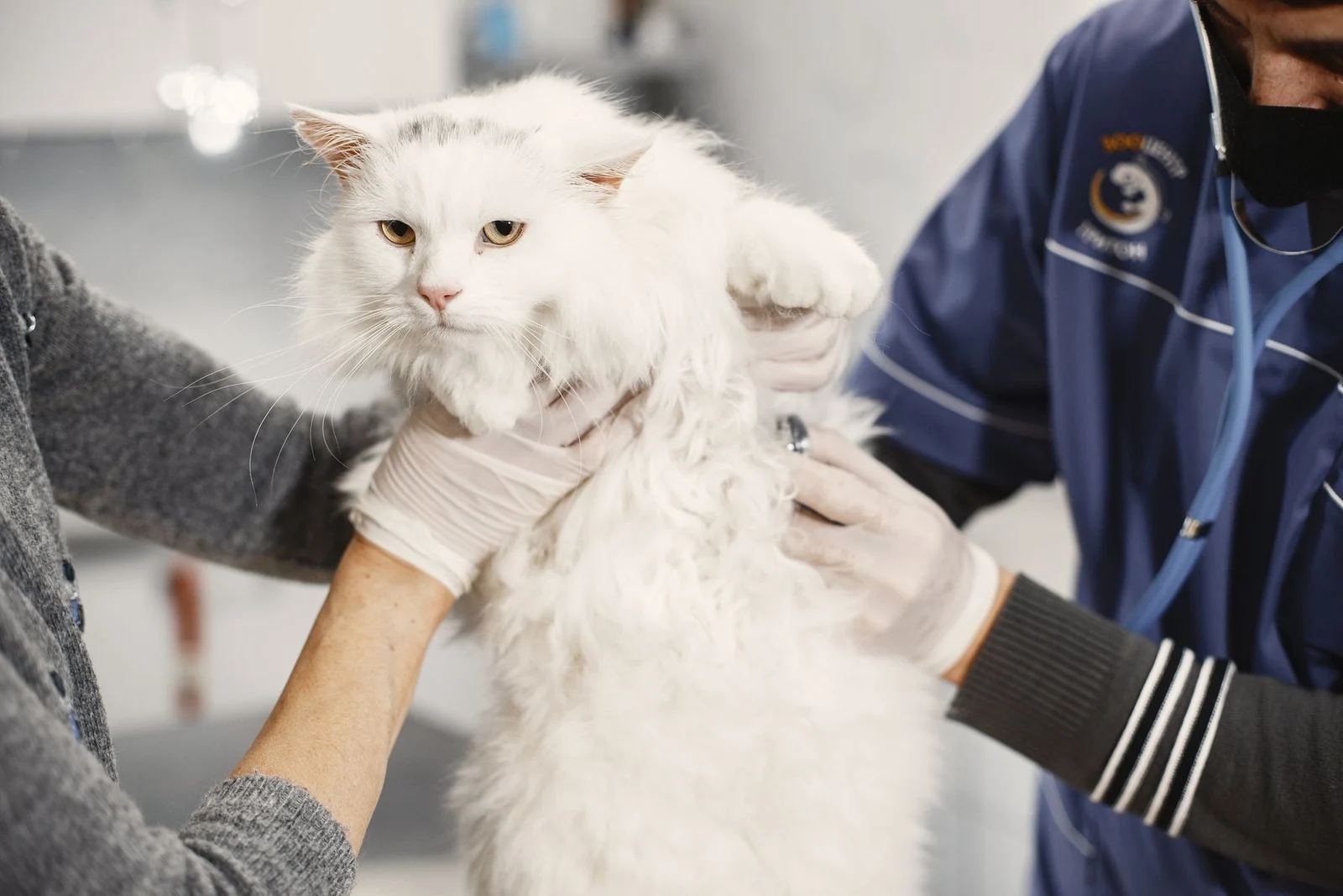 Gloved veterinary examination of a white cat with a stethoscope